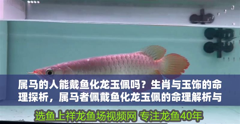 屬馬的人能戴魚化龍玉佩嗎？生肖與玉飾的命理探析，屬馬者佩戴魚化龍玉佩的命理解析與生肖宜忌