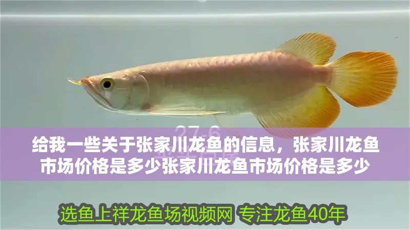給我一些關于張家川龍魚的信息，張家川龍魚市場價格是多少張家川龍魚市場價格是多少