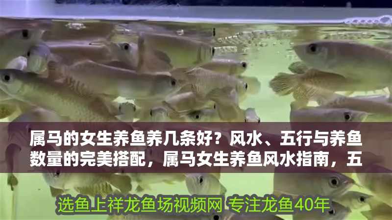 屬馬的女生養魚養幾條好？風水、五行與養魚數量的完美搭配，屬馬女生養魚風水指南，五行與最佳養魚數量解析 屬馬的女生養魚養幾條好？風水、五行與養魚數量的完美搭配，屬馬女生養魚風水指南，五行與最佳養魚數量解析 龍魚百科 第1張
