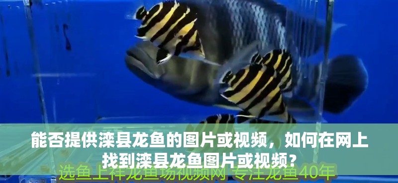 能否提供灤縣龍魚的圖片或視頻，如何在網(wǎng)上找到灤縣龍魚圖片或視頻？