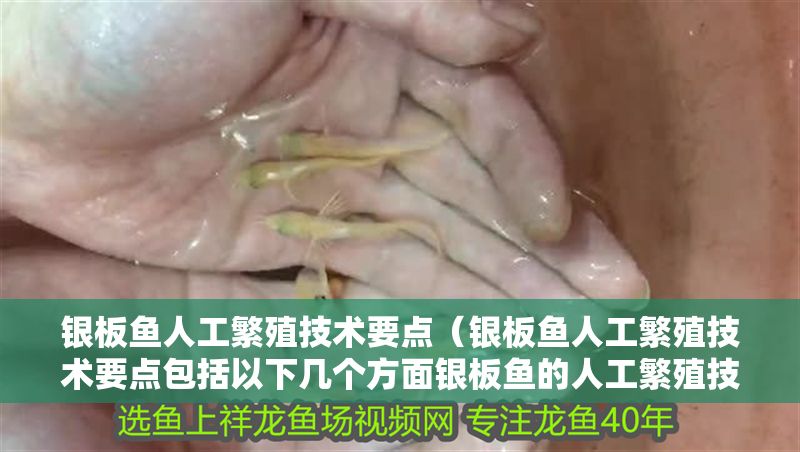 銀板魚人工繁殖技術要點（銀板魚人工繁殖技術要點包括以下幾個方面銀板魚的人工繁殖技術）