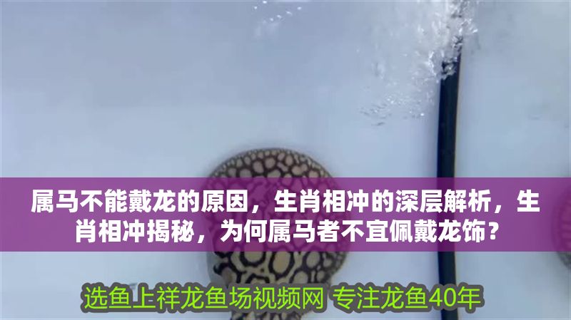 屬馬不能戴龍的原因，生肖相沖的深層解析，生肖相沖揭秘，為何屬馬者不宜佩戴龍飾？