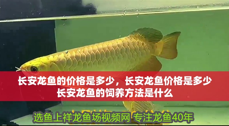長安龍魚的價(jià)格是多少，長安龍魚價(jià)格是多少長安龍魚的飼養(yǎng)方法是什么