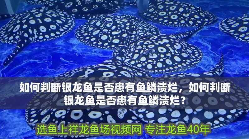如何判斷銀龍魚是否患有魚鱗潰爛，如何判斷銀龍魚是否患有魚鱗潰爛？