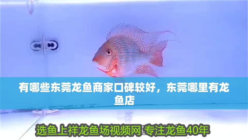 有哪些東莞龍魚商家口碑較好，東莞哪里有龍魚店 有哪些東莞龍魚商家口碑較好，東莞哪里有龍魚店 龍魚百科
