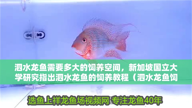 泗水龍魚需要多大的飼養(yǎng)空間，新加坡國立大學(xué)研究指出泗水龍魚的飼養(yǎng)教程（泗水龍魚飼養(yǎng)教程）
