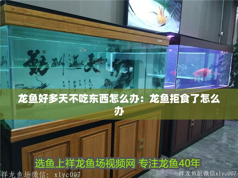 龍魚好多天不吃東西怎么辦：龍魚拒食了怎么辦