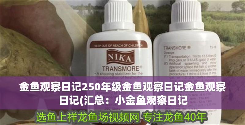金魚觀察日記250年級金魚觀察日記金魚觀察日記(匯總：小金魚觀察日記