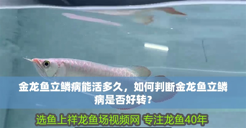 金龍魚立鱗病能活多久，如何判斷金龍魚立鱗病是否好轉？