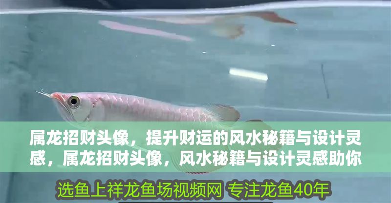 屬龍招財頭像，提升財運的風水秘籍與設計靈感，屬龍招財頭像，風水秘籍與設計靈感助你財運亨通