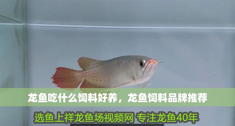 龍魚吃什么飼料好養(yǎng)，龍魚飼料品牌推薦