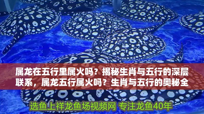 屬龍在五行里屬火嗎？揭秘生肖與五行的深層聯系，屬龍五行屬火嗎？生肖與五行的奧秘全解析