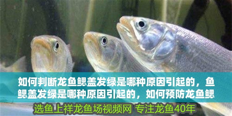 如何判斷龍魚鰓蓋發(fā)綠是哪種原因引起的，魚鰓蓋發(fā)綠是哪種原因引起的，如何預(yù)防龍魚鰓蓋發(fā)綠