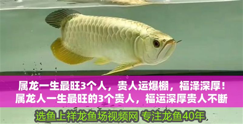 屬龍一生最旺3個人，貴人運爆棚，福澤深厚！屬龍人一生最旺的3個貴人，福運深厚貴人不斷！