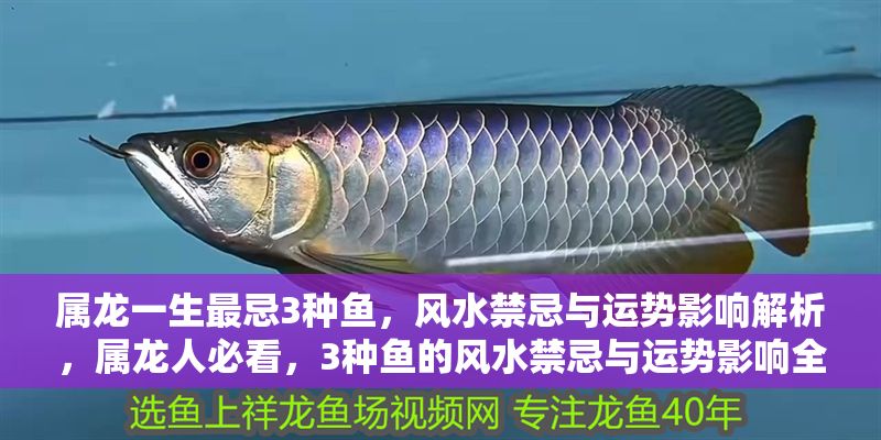 屬龍一生最忌3種魚，風水禁忌與運勢影響解析，屬龍人必看，3種魚的風水禁忌與運勢影響全解析