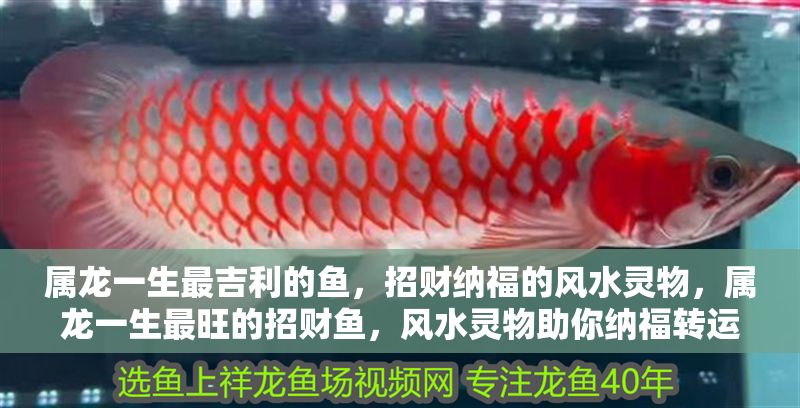 屬龍一生最吉利的魚，招財納福的風水靈物，屬龍一生最旺的招財魚，風水靈物助你納福轉運 屬龍一生最吉利的魚，招財納福的風水靈物，屬龍一生最旺的招財魚，風水靈物助你納福轉運 龍魚百科 第1張