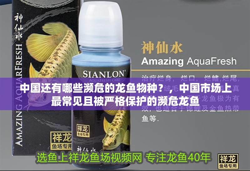 中國還有哪些瀕危的龍魚物種？，中國市場上最常見且被嚴格保護的瀕危龍魚