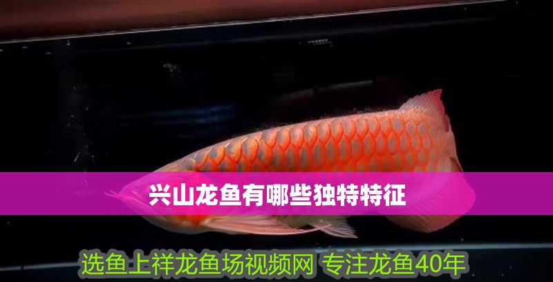興山龍魚有哪些獨特特征