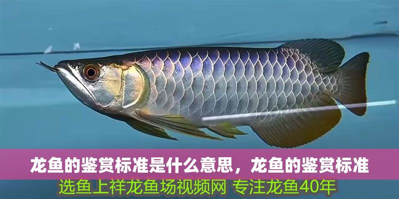 龍魚的鑒賞標準是什么意思，龍魚的鑒賞標準