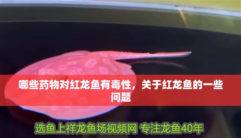 哪些藥物對紅龍魚有毒性，關于紅龍魚的一些問題