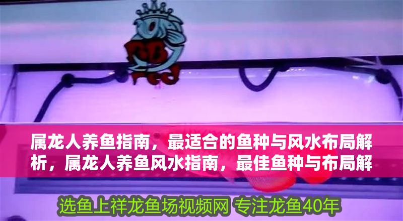 屬龍人養(yǎng)魚指南，最適合的魚種與風(fēng)水布局解析，屬龍人養(yǎng)魚風(fēng)水指南，最佳魚種與布局解析 屬龍人養(yǎng)魚指南，最適合的魚種與風(fēng)水布局解析，屬龍人養(yǎng)魚風(fēng)水指南，最佳魚種與布局解析 龍魚百科 第1張