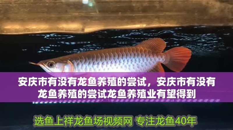 安慶市有沒有龍魚養殖的嘗試，安慶市有沒有龍魚養殖的嘗試龍魚養殖業有望得到