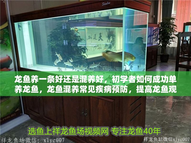 龍魚養一條好還是混養好，初學者如何成功單養龍魚，龍魚混養常見疾病預防，提高龍魚觀賞性的技巧