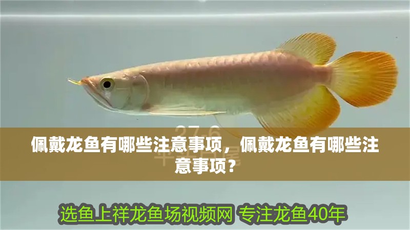 魚缸過濾器選購指南:自制魚缸過濾器魚缸上置過濾器對于養魚愛好者的必備知識 佩戴龍魚有哪些注意事項,佩戴龍魚有哪些注意事項? 龍魚百科 佩戴龍魚有哪些注意事項,佩戴龍魚有哪些注意事項? 佩戴龍魚有哪些注意事項,佩戴龍魚有哪些注意事項? 龍魚百科