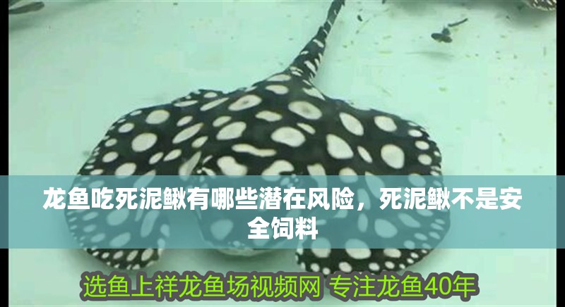龍魚(yú)吃死泥鰍有哪些潛在風(fēng)險(xiǎn)，死泥鰍不是安全飼料