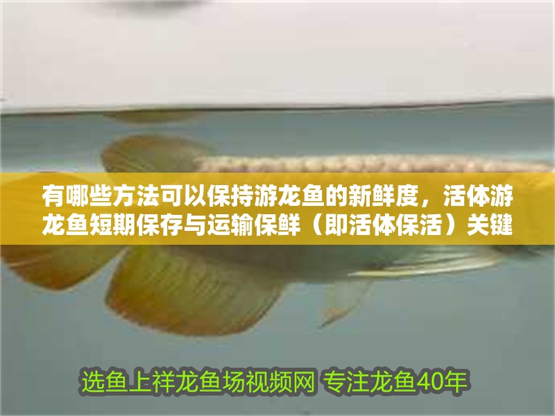 有哪些方法可以保持游龍魚的新鮮度，活體游龍魚短期保存與運(yùn)輸保鮮（即活體保活）關(guān)鍵四法