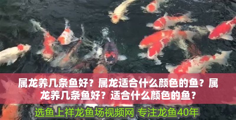 屬龍養幾條魚好？屬龍適合什么顏色的魚？屬龍養幾條魚好？適合什么顏色的魚？