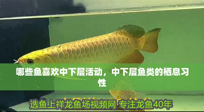 哪些魚喜歡中下層活動，中下層魚類的棲息習性 哪些魚喜歡中下層活動，中下層魚類的棲息習性 龍魚百科