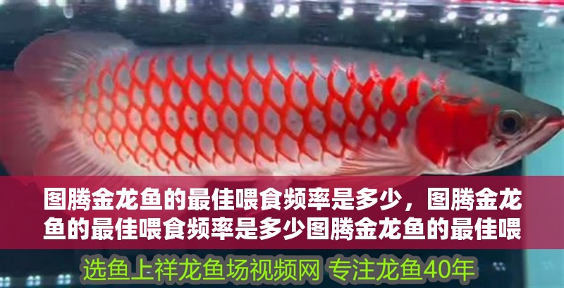 圖騰金龍魚(yú)的最佳喂食頻率是多少，圖騰金龍魚(yú)的最佳喂食頻率是多少圖騰金龍魚(yú)的最佳喂食技巧