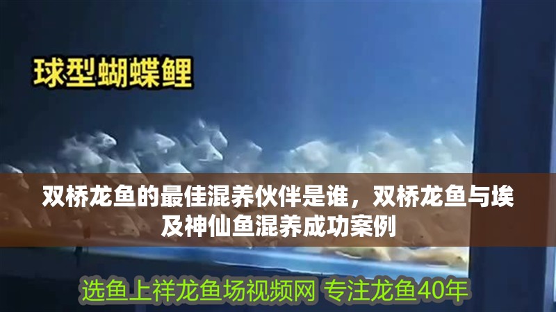 雙橋龍魚的最佳混養伙伴是誰，雙橋龍魚與埃及神仙魚混養成功案例
