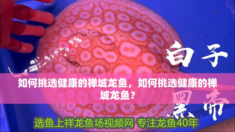 如何挑選健康的禪城龍魚，如何挑選健康的禪城龍魚？