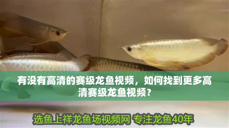 有沒有高清的賽級(jí)龍魚視頻，如何找到更多高清賽級(jí)龍魚視頻？ 有沒有高清的賽級(jí)龍魚視頻，如何找到更多高清賽級(jí)龍魚視頻？ 龍魚百科