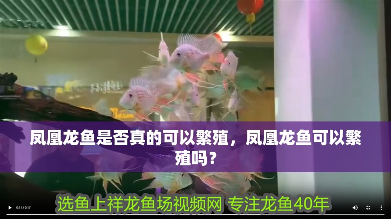 鳳凰龍魚是否真的可以繁殖，鳳凰龍魚可以繁殖嗎？