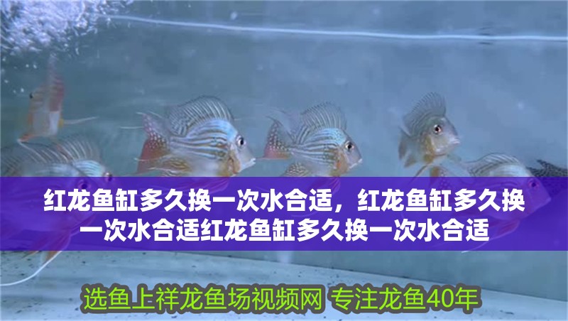 紅龍魚缸多久換一次水合適，紅龍魚缸多久換一次水合適紅龍魚缸多久換一次水合適