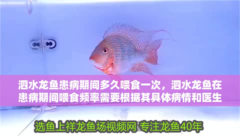 泗水龍魚患病期間多久喂食一次，泗水龍魚在患病期間喂食頻率需要根據其具體病情和醫生的建議來確定