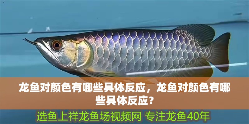 龍魚對顏色有哪些具體反應，龍魚對顏色有哪些具體反應？