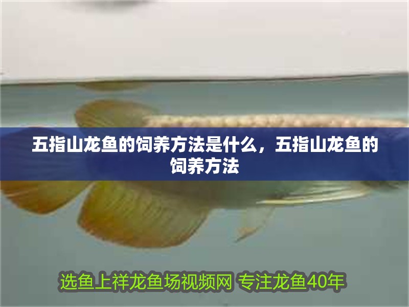 <strong><mark>五指山</mark></strong>龍魚的飼養(yǎng)方法是什么，<strong><mark>五指山</mark></strong>龍魚的飼養(yǎng)方法