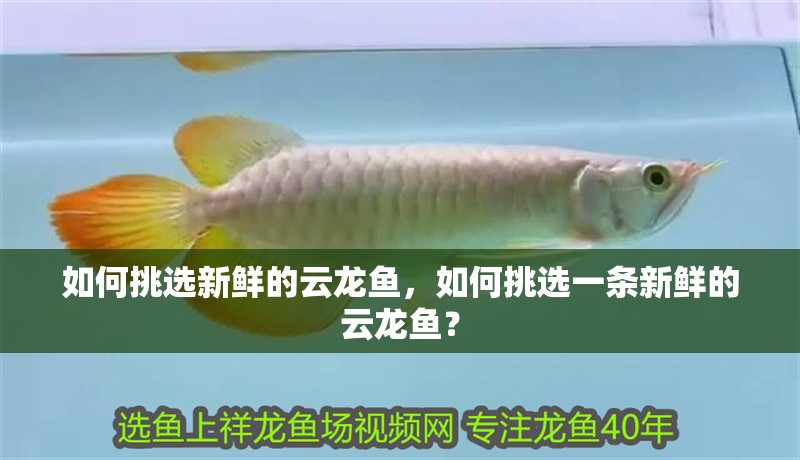 如何挑選新鮮的云龍魚，如何挑選一條新鮮的云龍魚？