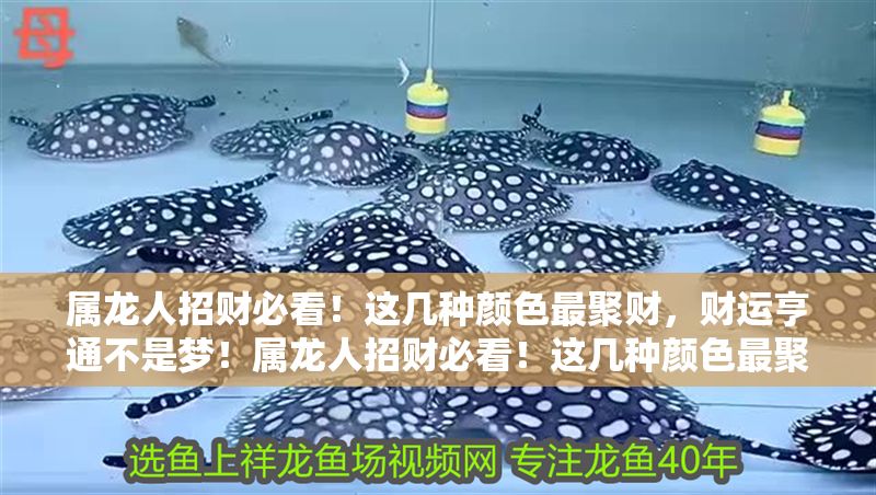 屬龍人招財必看！這幾種顏色最聚財，財運亨通不是夢！屬龍人招財必看！這幾種顏色最聚財，財運亨通不是夢！