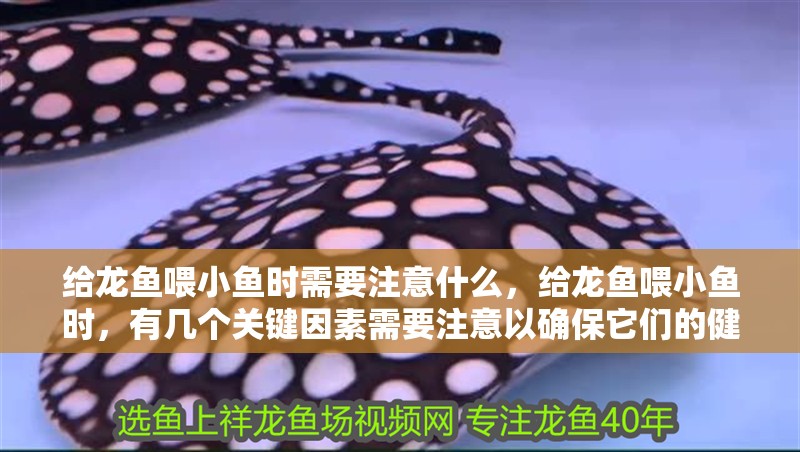 給龍魚喂小魚時需要注意什么，給龍魚喂小魚時，有幾個關鍵因素需要注意以確保它們的健康和幸福