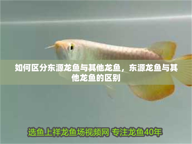 如何區(qū)分東源龍魚與其他龍魚，東源龍魚與其他龍魚的區(qū)別 如何區(qū)分東源龍魚與其他龍魚，東源龍魚與其他龍魚的區(qū)別 龍魚百科