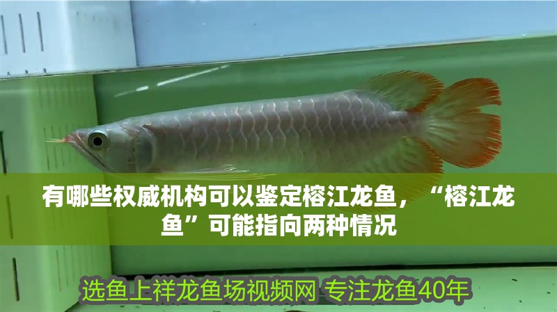 有哪些權威機構可以鑒定榕江龍魚，“榕江龍魚”可能指向兩種情況