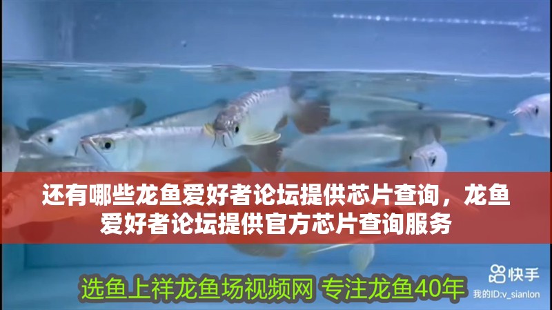 還有哪些龍魚愛好者論壇提供芯片查詢，龍魚愛好者論壇提供官方芯片查詢服務