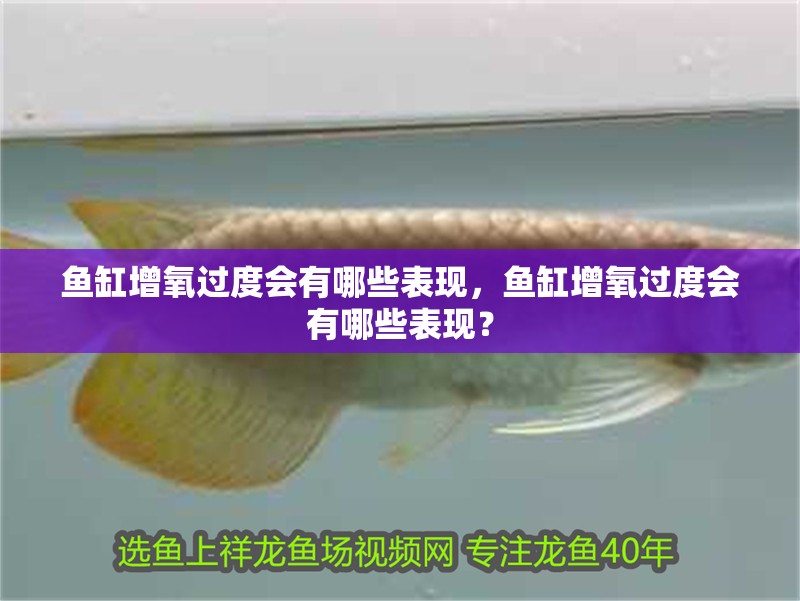 魚缸增氧過度會有哪些表現(xiàn)，魚缸增氧過度會有哪些表現(xiàn)？ 魚缸增氧過度會有哪些表現(xiàn)，魚缸增氧過度會有哪些表現(xiàn)？ 龍魚百科
