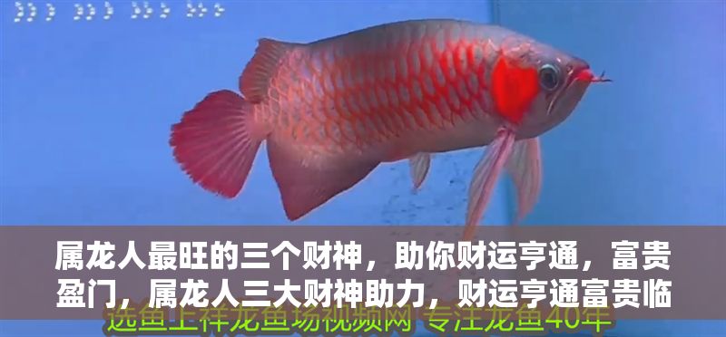 屬龍人最旺的三個財神，助你財運亨通，富貴盈門，屬龍人三大財神助力，財運亨通富貴臨門