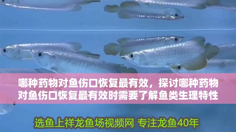 哪種藥物對魚傷口恢復(fù)最有效，探討哪種藥物對魚傷口恢復(fù)最有效時需要了解魚類生理特性和傷口愈合過程